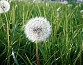 Perfectly Fluffy dandelion photography decor print 8x10 : soft version - WoodlandTrinkets