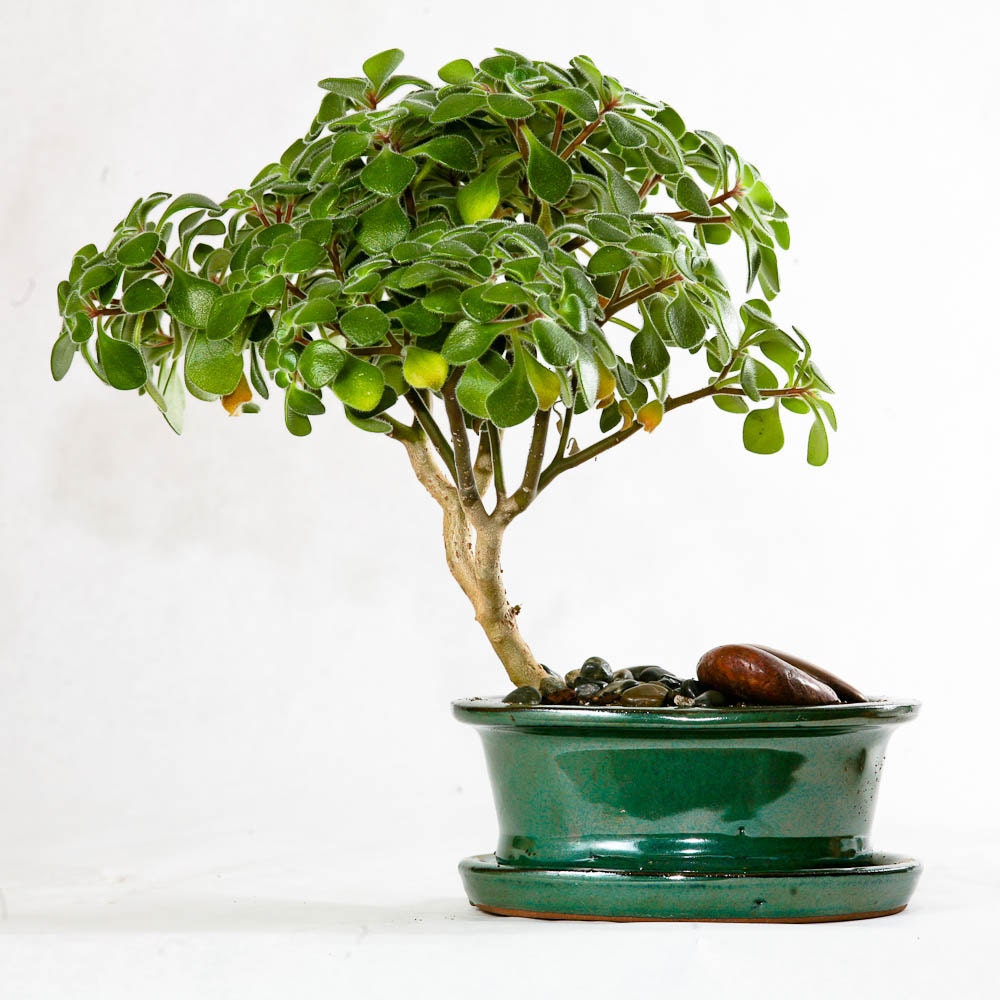 Bonsai - Fuzzy leaved Aeonium lindleyi