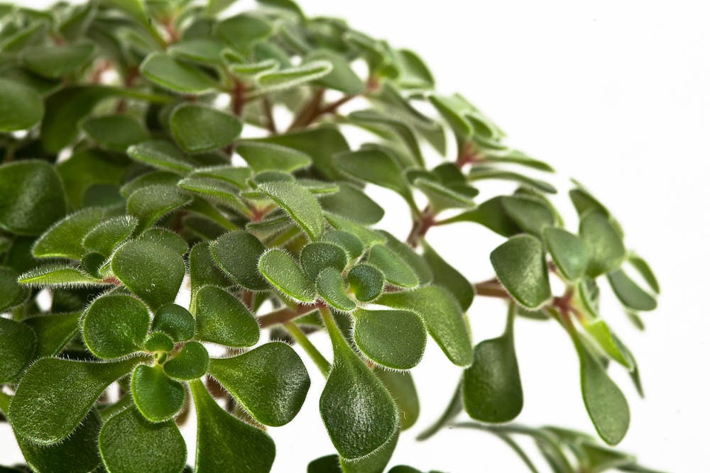Bonsai - Fuzzy leaved Aeonium lindleyi