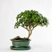 Bonsai - Fuzzy leaved Aeonium lindleyi