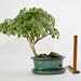 Bonsai - Fuzzy leaved Aeonium lindleyi