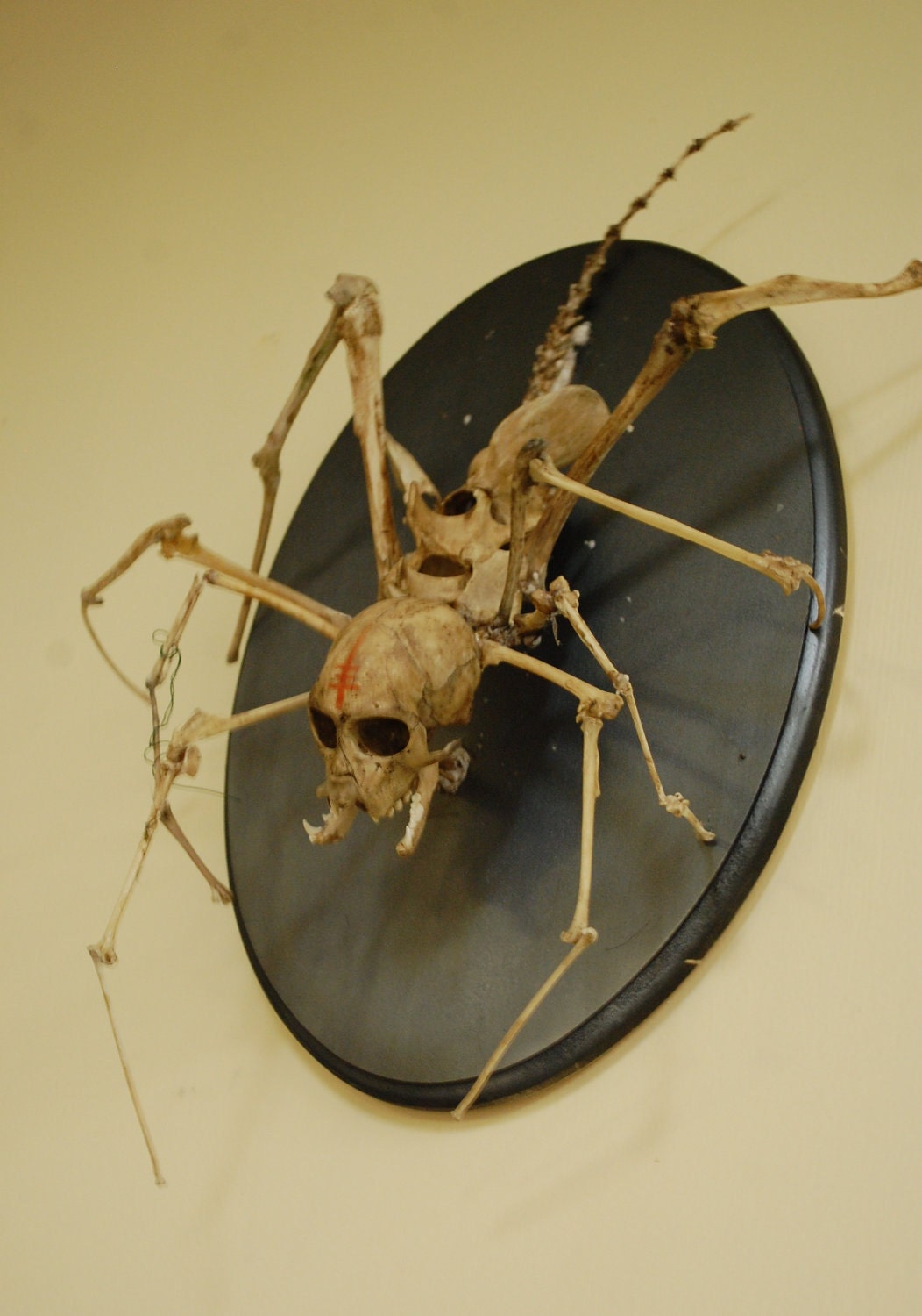 spider skeleton: creepy taxidermy art, spider monkey articulated mount