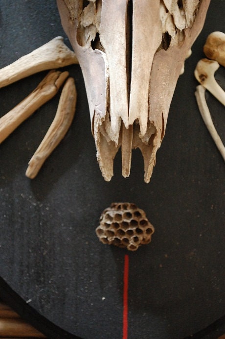 for men, hunters: whitetail skull with driftwood antlers, taxidermy mount with skeleton keys and wasp's nest