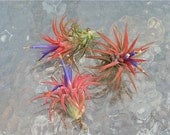 Air Plant 5 Pack - Ionantha Mexico Pack