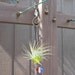 Air Plant Hanging Window Ornaments- Assorted 3 pack - Unique Gift Spring Birthday Gift For Mom Gifts under 50