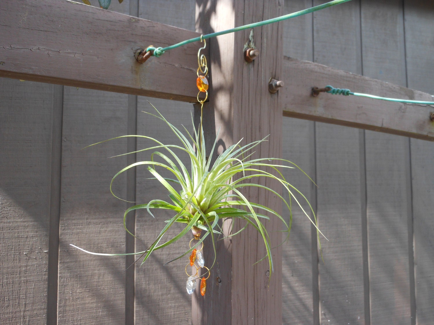 Air Plant Hanging Window Ornaments- Assorted 3 pack - Unique Gift Spring Birthday Gift For Mom Gifts under 50