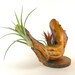 Grapewood and Air Plant Centerpiece Arrangement Unique Natural Gift For Men Rustic Office Decor Gifts under 50