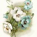 BLUE WHITE PANSIES Catherine Klein Vintage Flowers Digital Image for Cardmaking Scrapbooking Altered Art Mixed Media