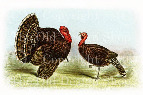BRONZE TURKEYS Biggle Poultry Digital Image for Cardmaking Scrapbooking Altered Art Mixed Media