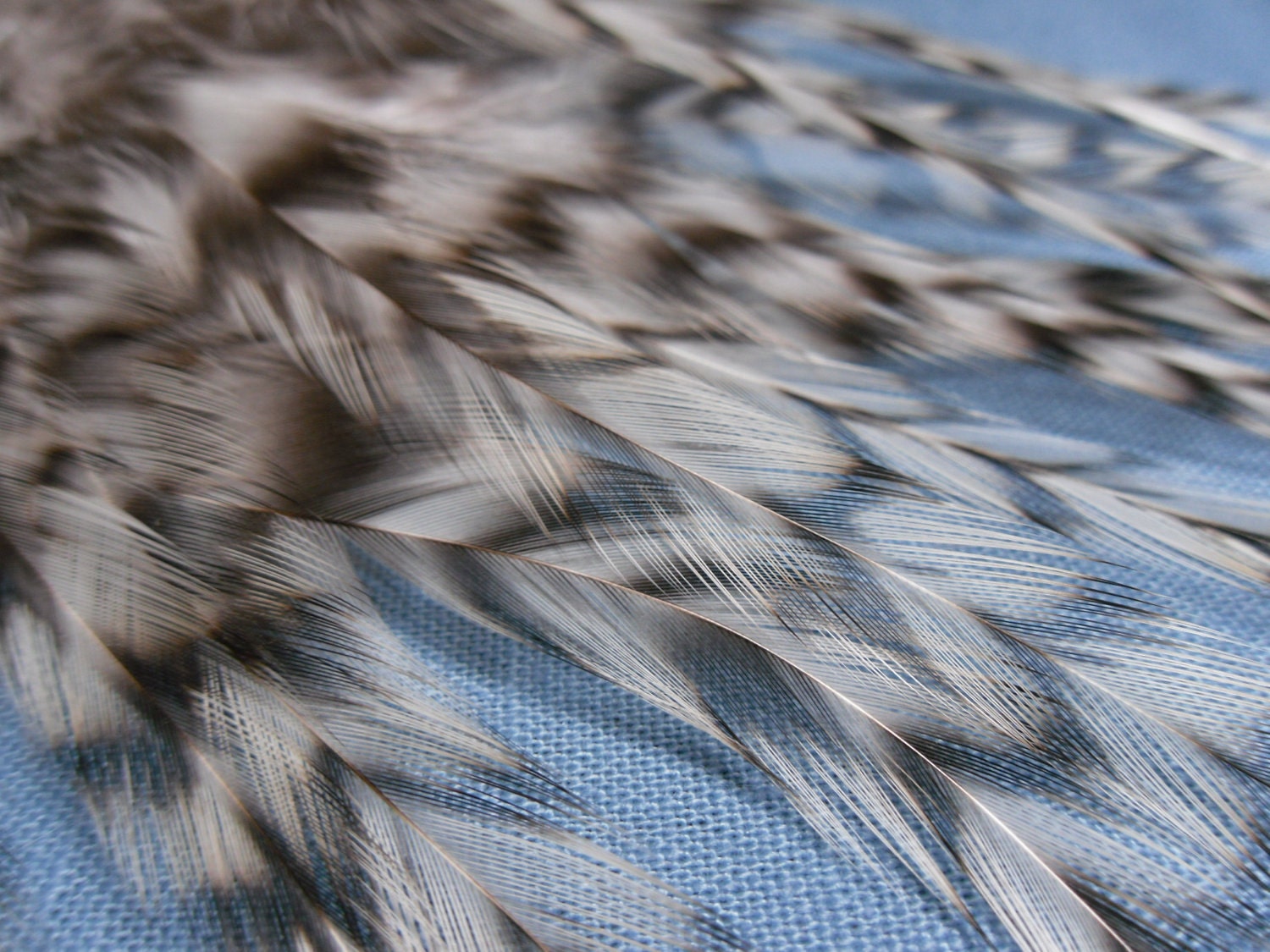 Natural Grizzly Feathers, Rooster Craft Feathers, Qty12