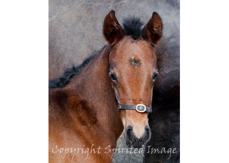 Foal print - BETTY, 5 DAYS OLD