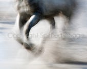 HORSE PHOTO - Horses of the Camargue - SPRAY - Edition Print