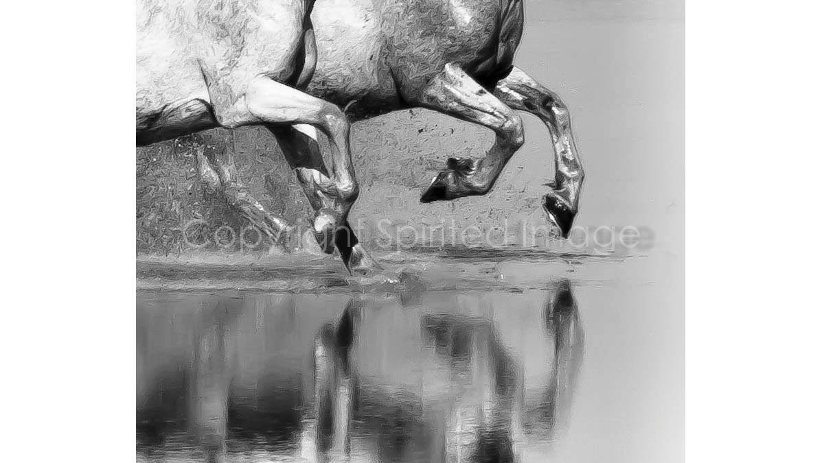 HORSE PHOTO - Horses of the Camargue - POINT - Edition Print