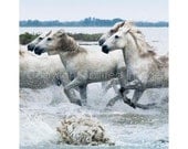 Horse Photography - HORSES  of the CAMARGUE - PAIRS - Edition Print