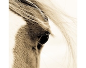 HORSE PHOTOGRAPHY - WISP, Arab Horse, Edition Print, Wall Decor