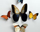 Butterfly Magnets Insects Wholesale Lot of 5 Refrigerator Magnets