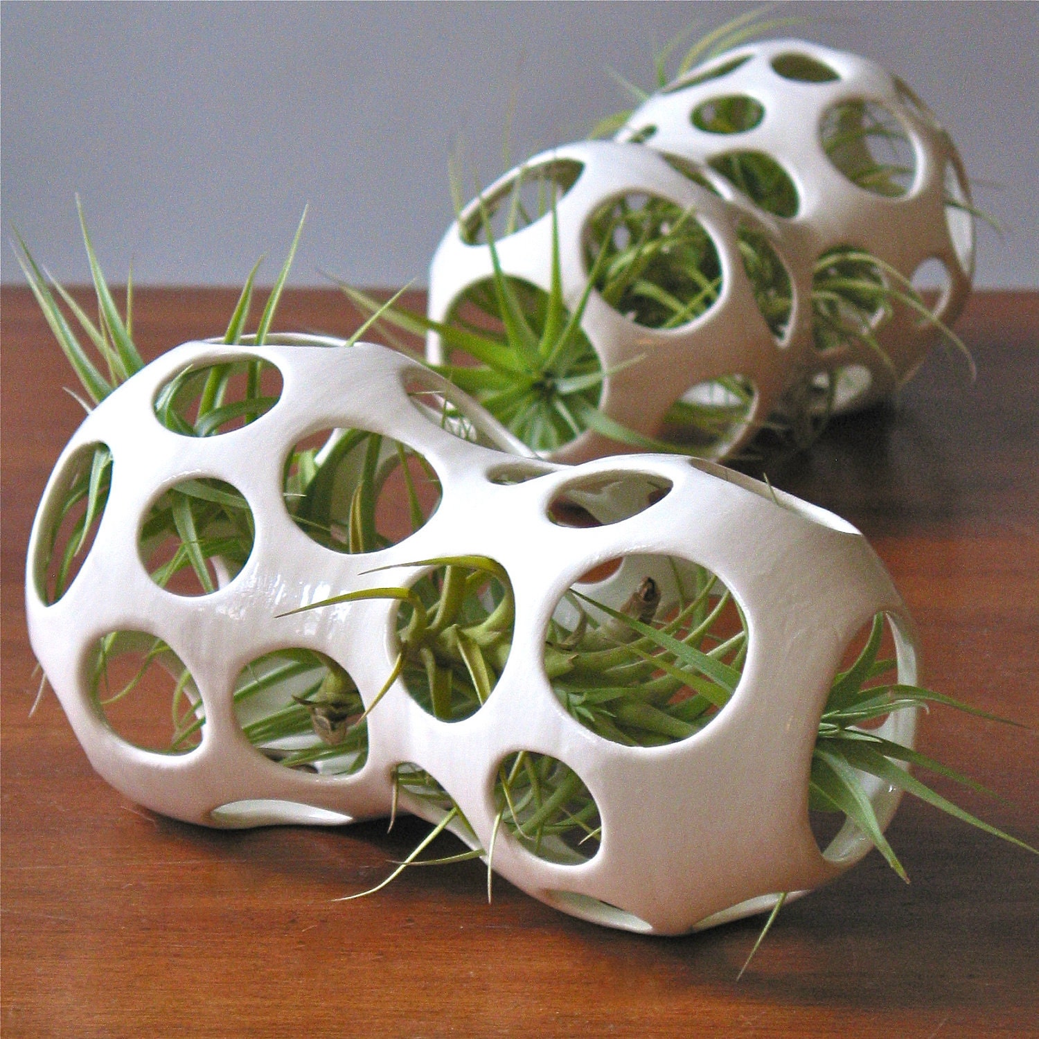 winnie pod - with air plants