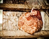 Chicken Hen French Country Barn Red Rust Hen House Farmhouse Decor Rustic Country Kitchen Simple Style Farm Country, 8 x 10 Fine Art Print