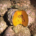 Squash(Pumpkin) Galeux d'Eysines Heirloom-Organic-NON GMO- 20 Seeds