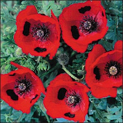 Poppy - Ladybird - Heirloom - Beautiful - 50 Seeds