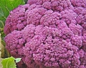 Cauliflower - Purple of Sicily - Heirloom  25 Seeds