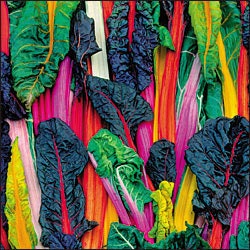 Chard - Swiss Five Color Silverbeet - Heirloom - 30 Seeds