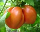 Tomato - Hungarian Heart - Heirloom - Organic - 25 Seeds