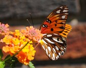 Antennae and Wings, butterfly,  8X10 Fine art Print