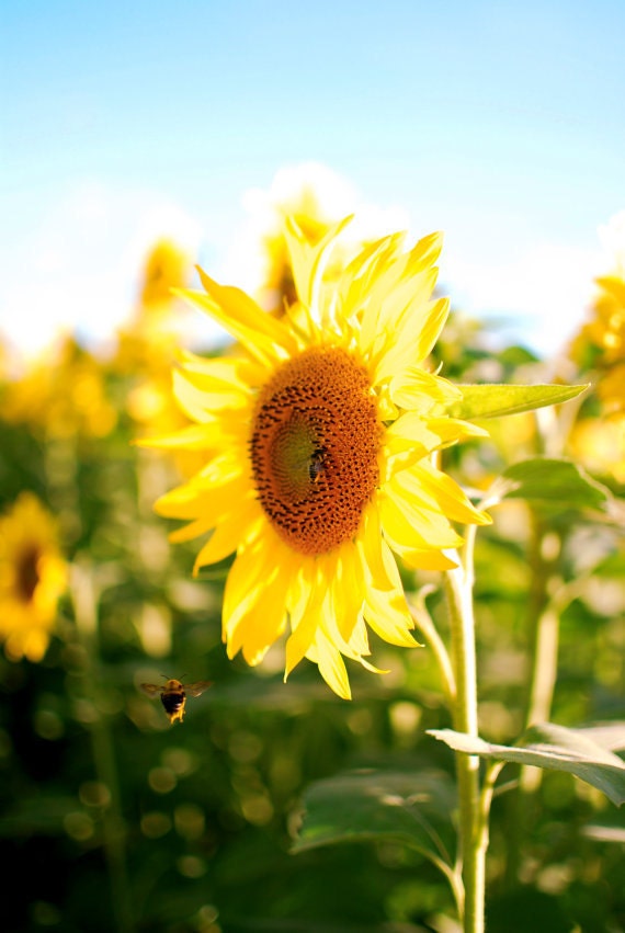 Sunflowers & Bees - a 4x6 print