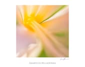 Photograph - Amaryllis Belladonna - 8x10