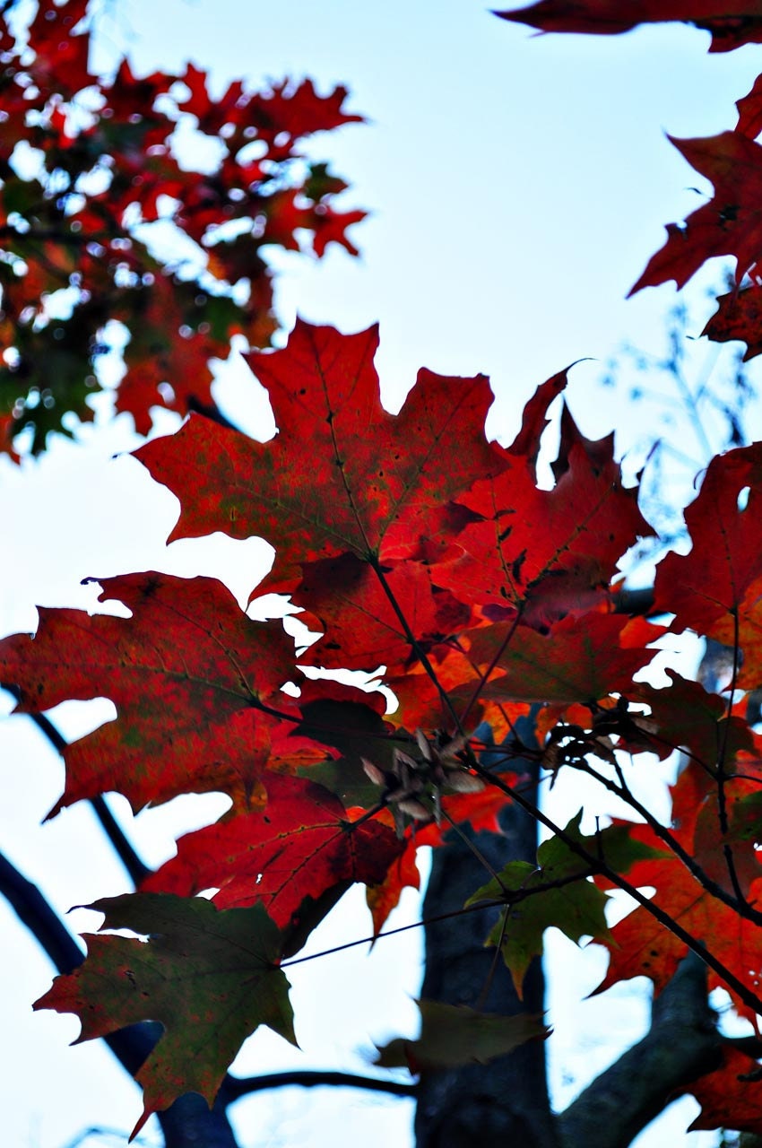 Photo of fire red sky blue fall foliage autumn harvest green leaf tree october 8x12 fine art photo - RiskLoveFreedom