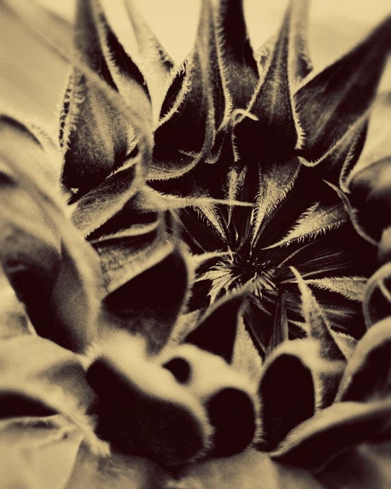 Macro sunflower photo in sepia brown cream beige botanical flower fine art print