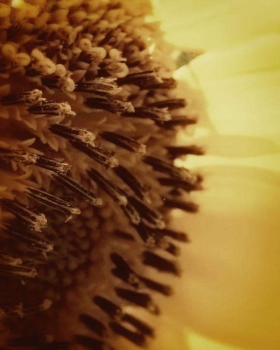 Photo sunflower in yellow, brown, cream, petals autumn fall home decor