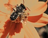 Photo of bee on orange and peach flower silver, black cream home decor