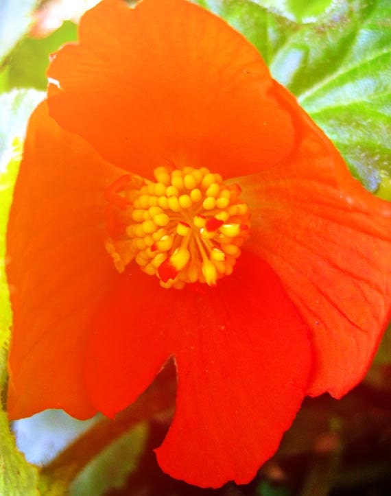 Flower photograph in tangerine red orange yellow botanical in sunlight