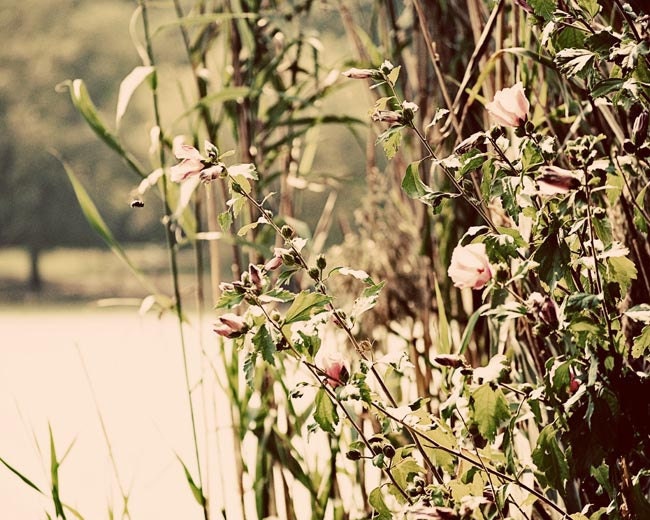 Pink blooms photograph soft blush petals blooming in green grass on lake 8x10