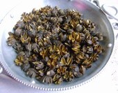CREPE MYRTLE SEeD PoDS NaTuRaLLY DrieD and HaRveSteD LOVE ROmANCE