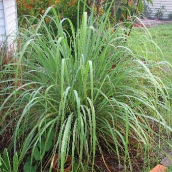 50 Ornamental Cymbopogon Flexuosus Lemon Grass Seeds