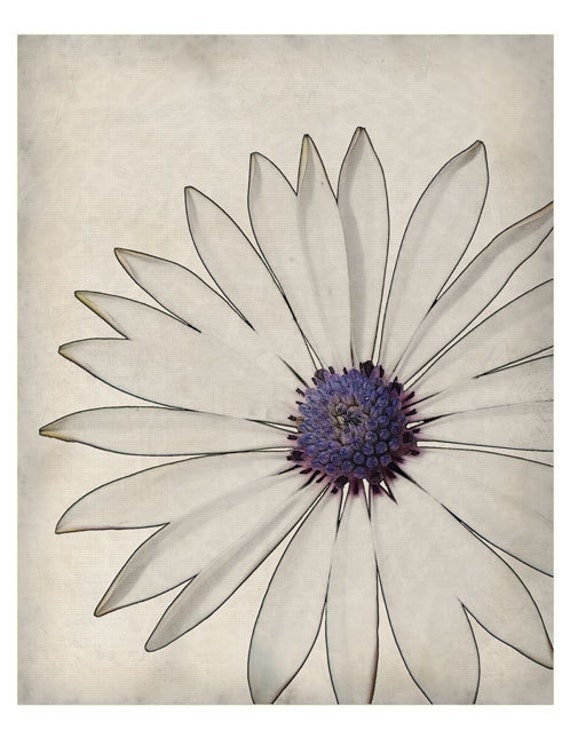 A White Daisy Close Up - The Botanical Series - Fine Art Print 8x10