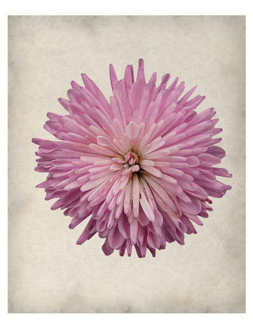 Pink Flower - The Botanical Series - Fine Art Print 8x10