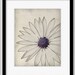 A White Daisy Close Up - The Botanical Series - Fine Art Print 8x10