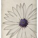 A White Daisy Close Up - The Botanical Series - Fine Art Print 8x10