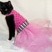 CoolCats Pink and Black Polka dot Cat Tutu Dress for Birthday Party or Easter