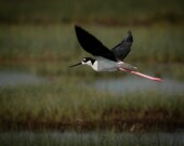 Birds in flight, Black-necked stilt, 7x5 signed print.