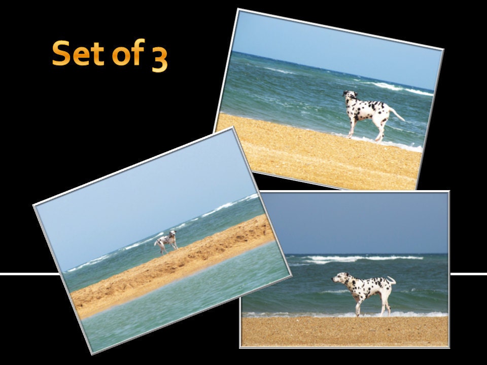 Dalmations - Fine Art Photography Post Card Set of 3