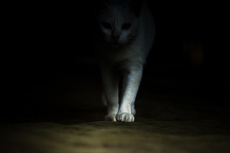 Cat - Shadows - Photo Art Prints - Pet Photography - Kitty Cat - Whimsical Art - Halloween Cat Art - black and white cat - paw - photos - WildnisPhotography