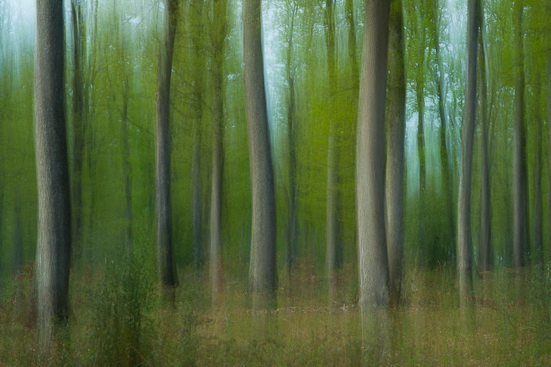 Tree Photography - Forest Landscape - Photo Art Prints - Woodland Photo - Nature Wall Art - Whimsical Art Print - Art Trees