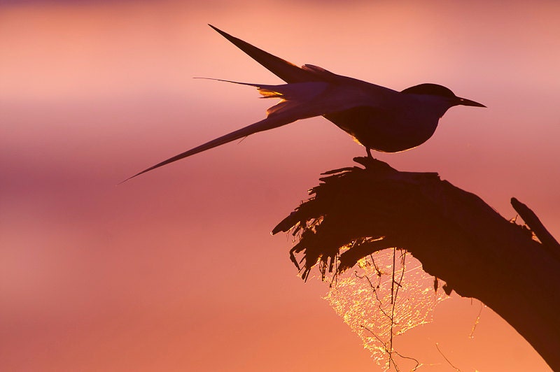 Bird Print Art Pink - Bird Photography - Photo Art Prints - Whimsical Bird Art - Bird Wall Decor - Bird On A Branch - Fine Art Photography
