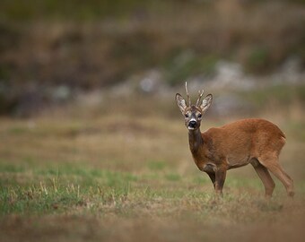 Deer Art - Stag Deer - Photo Art Prints - Woodland Photo - Wild Animals - Nature Photos - Wildlife Photography - Fine Art Print