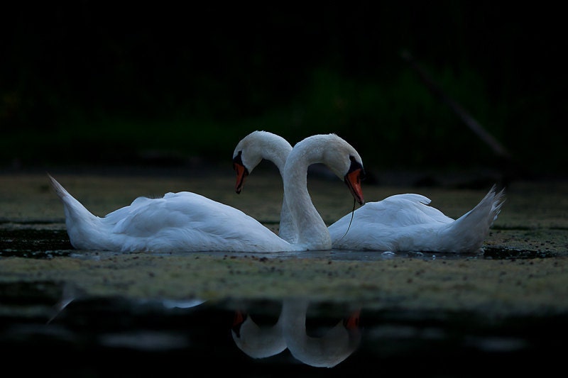 Swans - Bird Print - Two Birds - Photo Art Prints - Love Birds Art - Nature Photos - Romantic Art - Bird Photo - Bird Wall Decor - Swan Lake